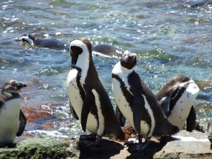 Många söta pingviner!